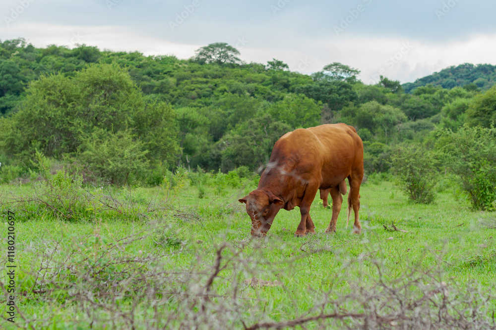 Bull grazing in the open field in northern Argentina. Wiring. Province of Jujuy. South America. Bull grazing in the open field in northern Argentina. Wiring. Province of Jujuy. South America.