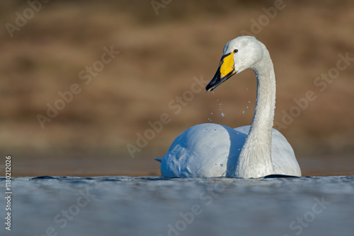 Majestätischer Singschwan auf einem Teich der Lofoten photo