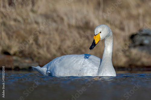 Majestätischer Singschwan auf einem Teich der Lofoten photo