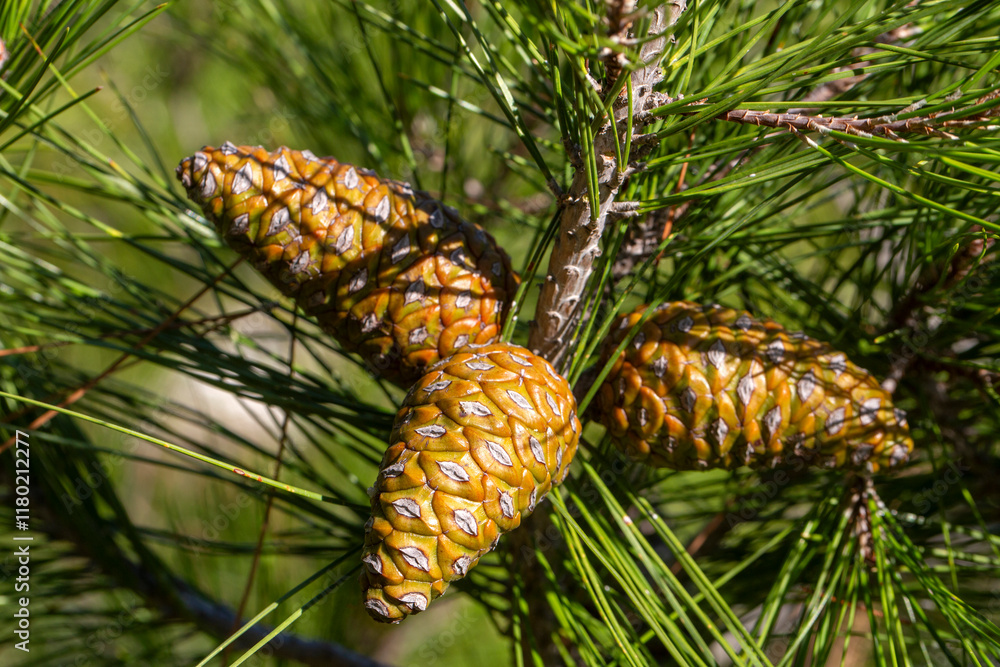 Cones of pine tree - Pinus halepensis