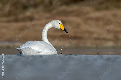 Majestätischer Singschwan auf einem Teich der Lofoten photo