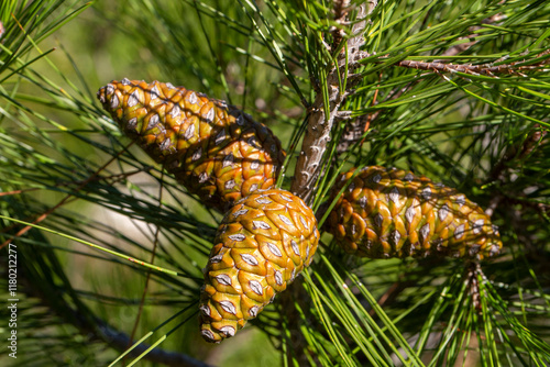 Obraz na płótnie Cones of pine tree - Pinus halepensis w salonie