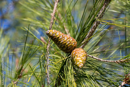 Cones of pine tree - Pinus halepensis photo