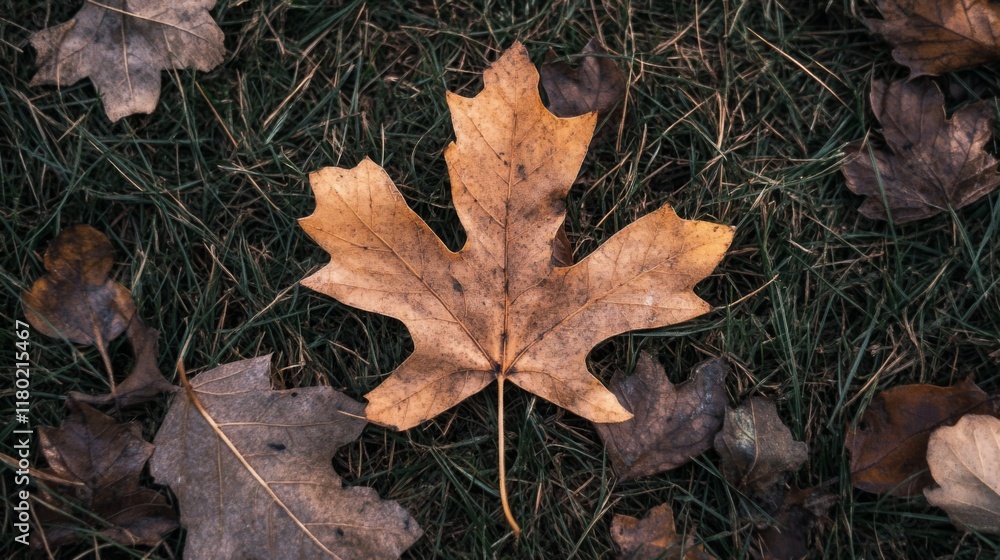 Single brown maple leaf on green grass with other fallen leaves. Single brown maple leaf on green grass with other fallen leaves.