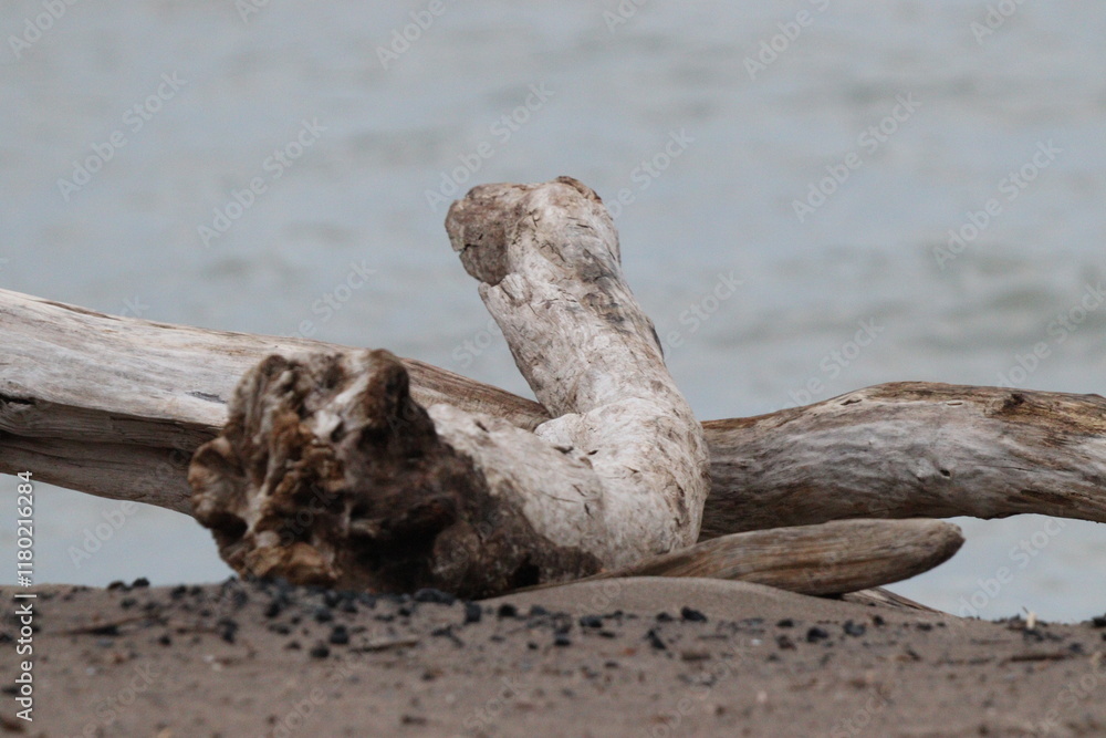 dead tree stump dead tree stump