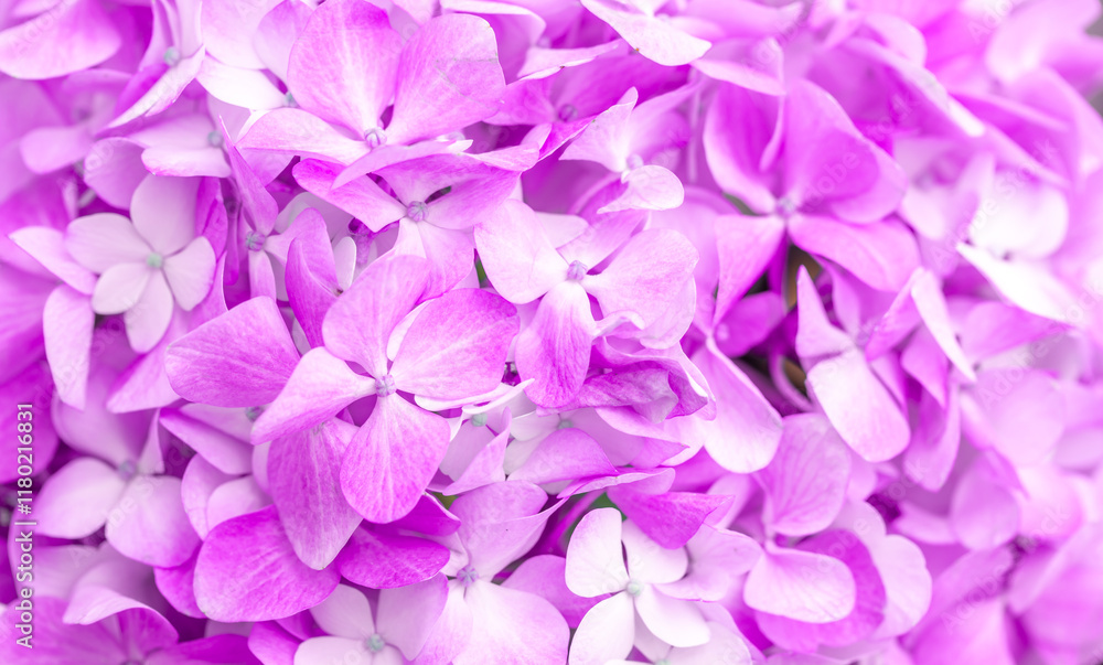 Lilac flowers close up. Bouquet of purple flowers. City flower beds, a beautiful and well-groomed garden with flowering bushes. Lilac flowers close up. Bouquet of purple flowers. City flower beds, a beautiful and well-groomed garden with flowering bushes.