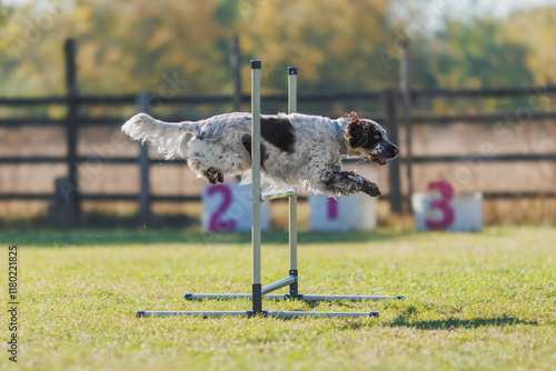dog of the English Springer Spaniel breed is engaged in obedience
