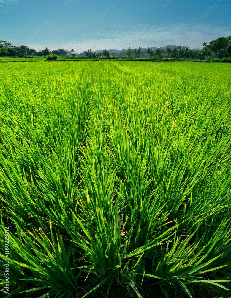 Lush green rice paddy under a vibrant blue sky. Lush green rice paddy under a vibrant blue sky.