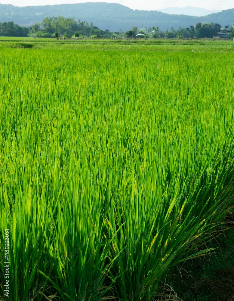 Lush green rice paddy field under a clear sky. Lush green rice paddy field under a clear sky.