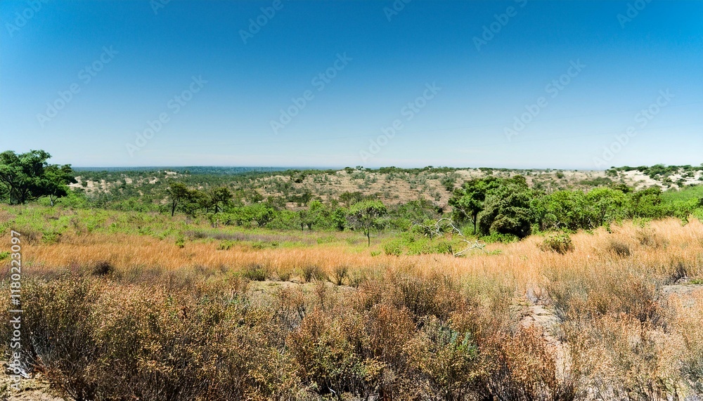 Vast African savanna landscape under a clear blue sky. Vast African savanna landscape under a clear blue sky.