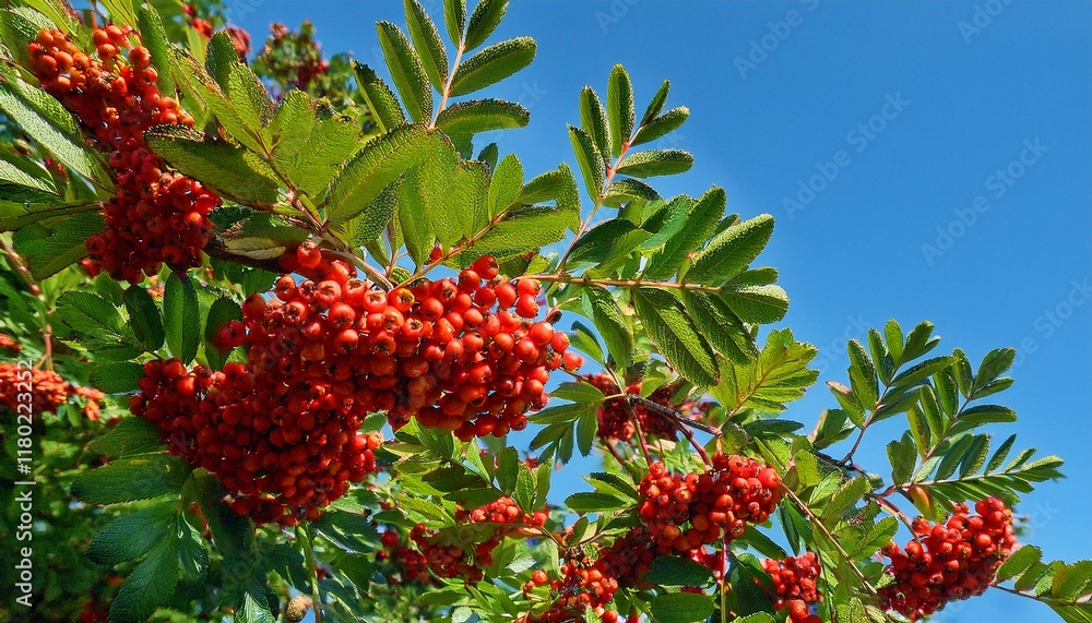 Vibrant red berries cluster on a lush green tree branch against a bright blue sky. Vibrant red berries cluster on a lush green tree branch against a bright blue sky.