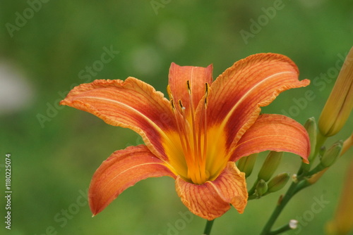 orange lily in the garden photo