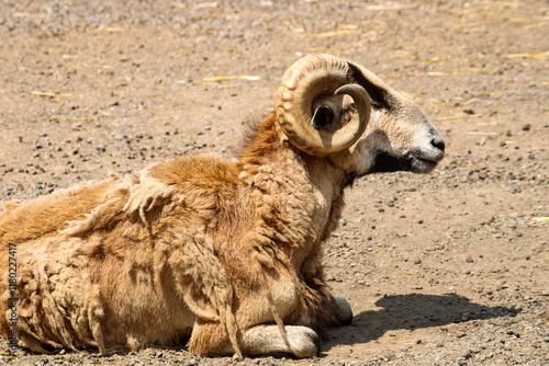 mountain goat on a rock photo