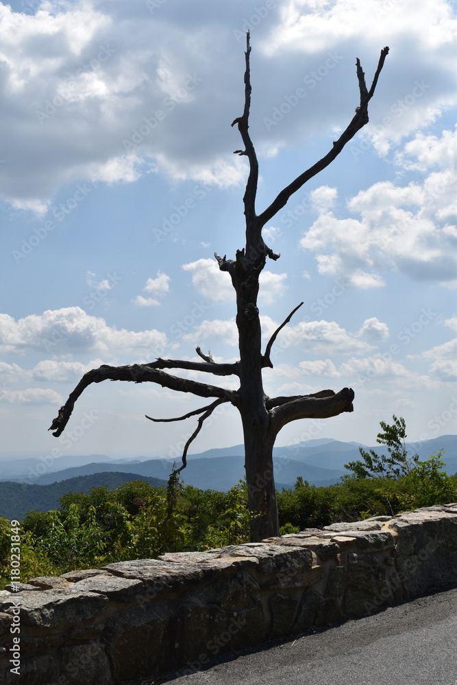 Dead tree at scenic overlook in Shenandoah
National Park Dead tree at scenic overlook in Shenandoah
National Park