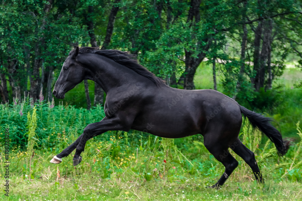 Black beautiful running horse in field with trees