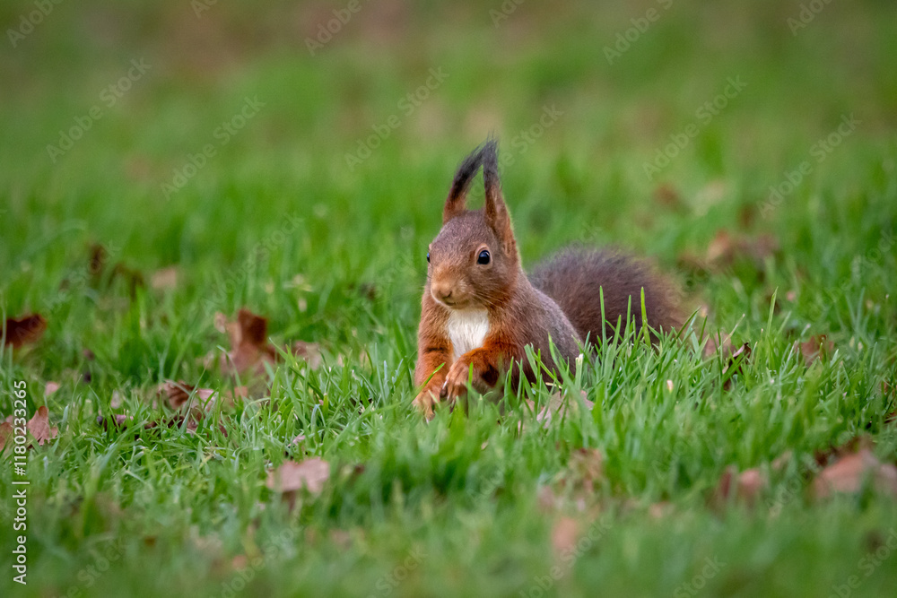 A European Red squirrel (Sciurus vulgaris) foraging for walnuts on autumn leaf covered ground. A European Red squirrel (Sciurus vulgaris) foraging for walnuts on autumn leaf covered ground.