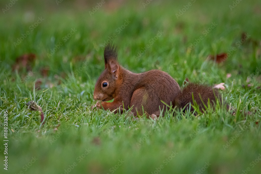 A European Red squirrel (Sciurus vulgaris) foraging for walnuts on autumn leaf covered ground. A European Red squirrel (Sciurus vulgaris) foraging for walnuts on autumn leaf covered ground.