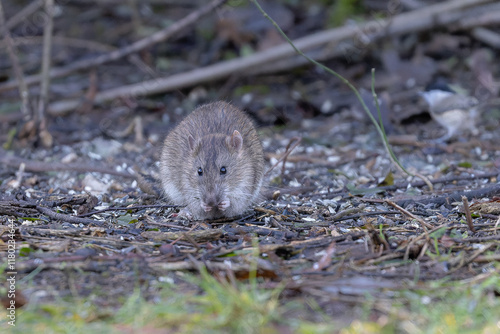 Ratte beim Fressen von Vogelfutter photo