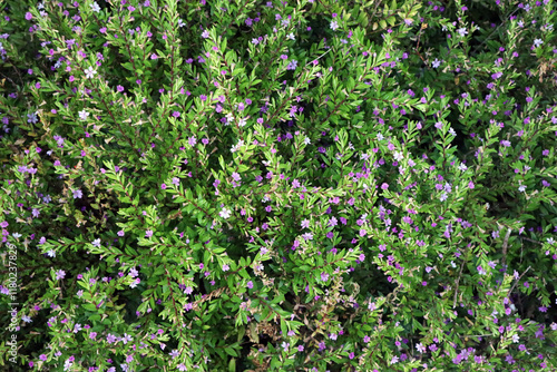 Cuphea hyssopifolia false heather elfin herb mexican heather green floral carpet tiny purple flowers Texture Green plant texture with Small flowers floral pattern