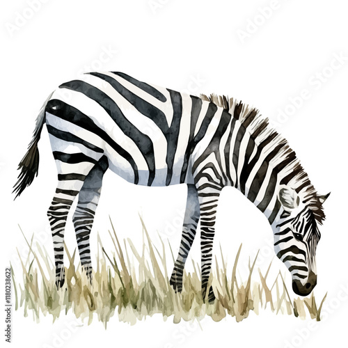 A watercolor illustration of a zebra grazing in the grasslands, isolated on a white background. Zebra grazing vector.
