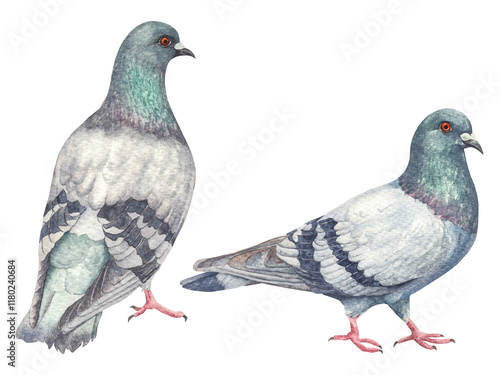 Hand painted watercolor pigeons. Hand painted watercolor illustration of a city pigeons. A common city pigeons. photo