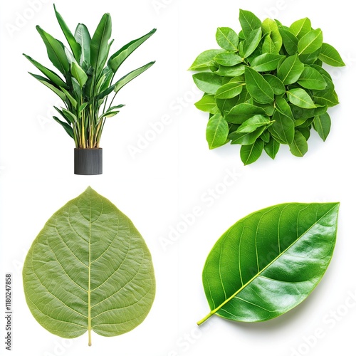 Four green plants and leaves isolated on white. photo