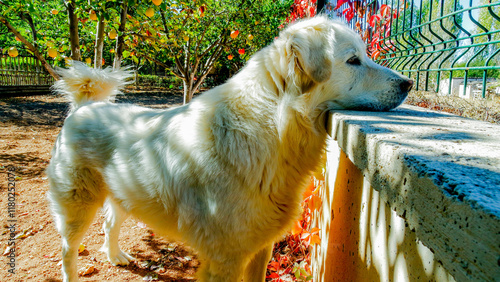 Akbash, Akbas Anatolian thoroughbred dog, White dog