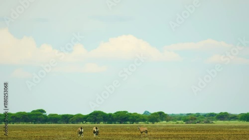 A herd of African Gemsboks (Oryx gazella) grazing grass in kruger national park of south africa.
