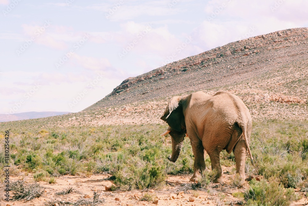 Fototapeta premium Elephant at Safari from behind