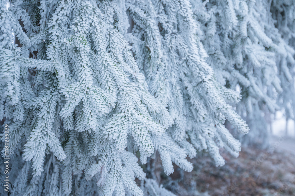 Frost-Covered Pine Branch Close-Up Frost-Covered Pine Branch Close-Up