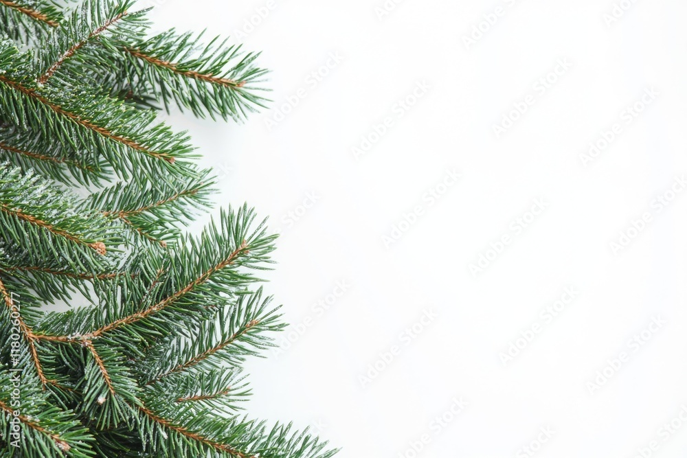 A detailed view of a pine tree's trunk and branches on a white background A detailed view of a pine tree's trunk and branches on a white background