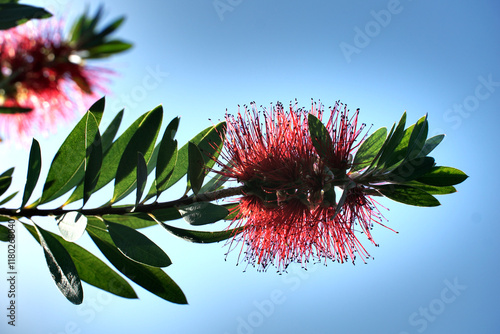 Fotografija Callistemon or bottle brush flowering tree with flower like a bottle brush