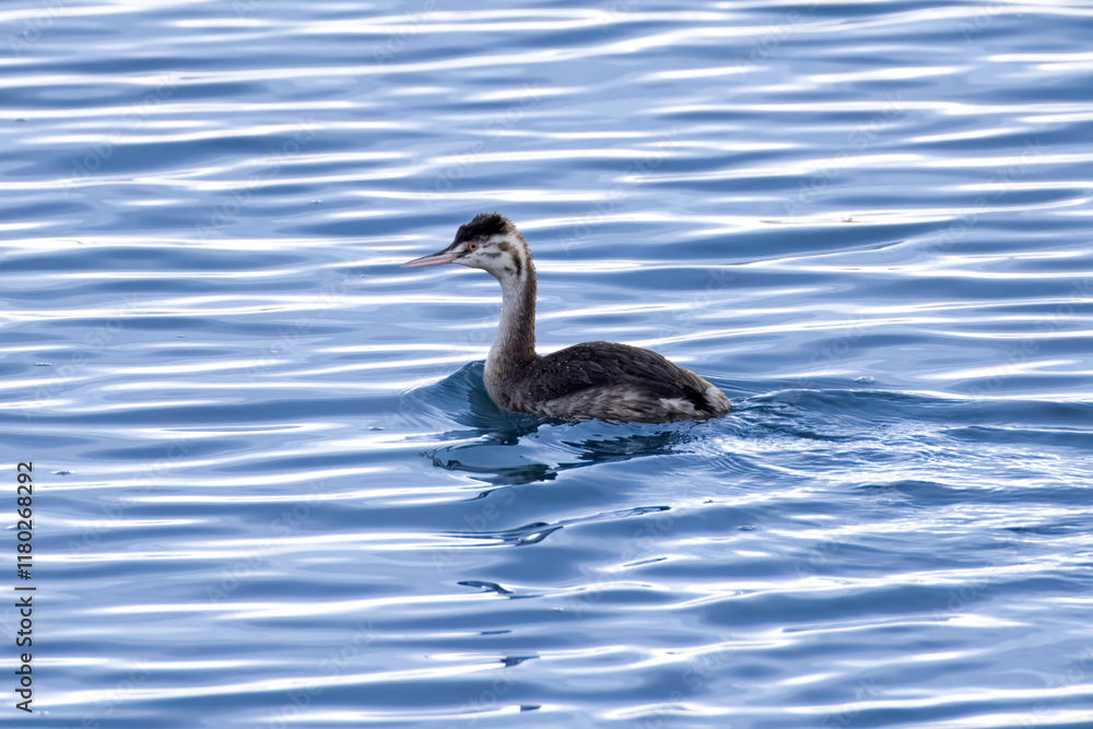 川を泳ぐカンムリカイツブリ