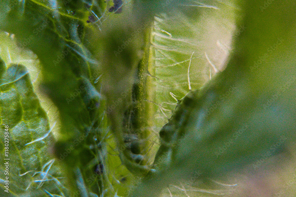 Naklejka premium green caterpillar on a leaf