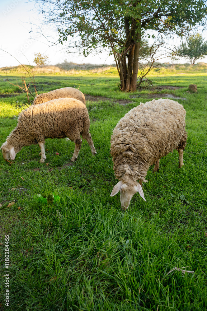 A herd of sheep grazing on a lush green field A herd of sheep grazing on a lush green field