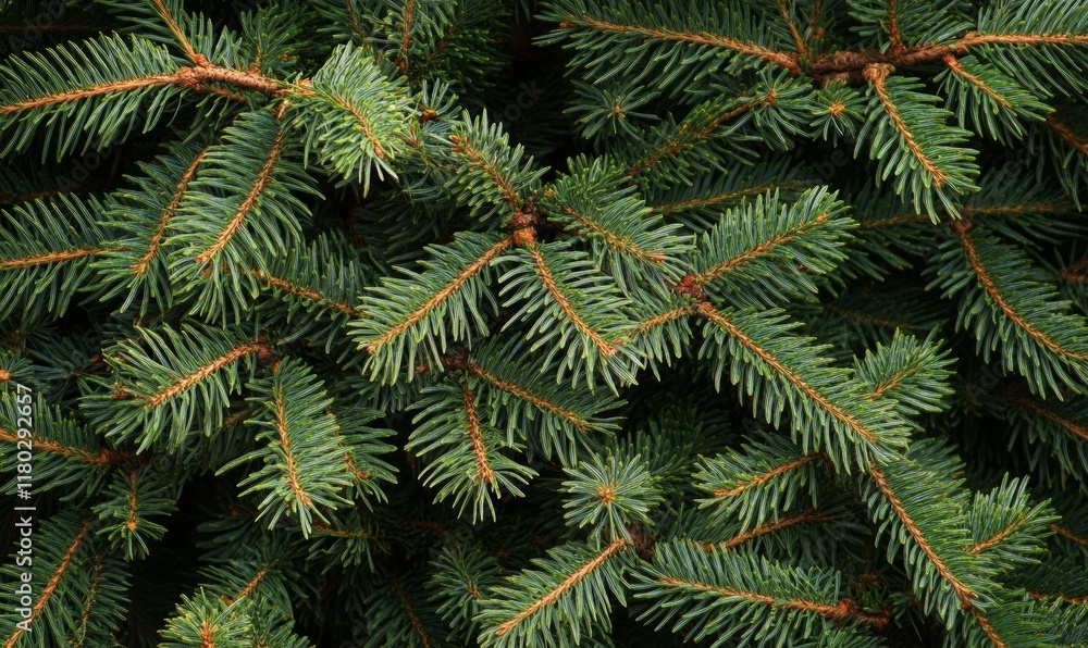 Christmas tree branches background Christmas tree branches background