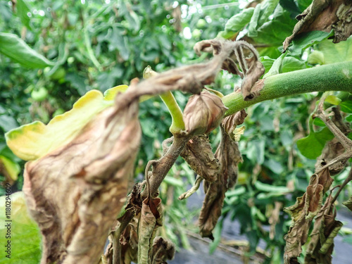 Manifestations of late blight on tomato leaves. Fungal disease of tomatoes., Tomato leaf rot, late blight (Phytophthora infestans) oomycete or water mold, a fungus-like microorganism that causes. photo