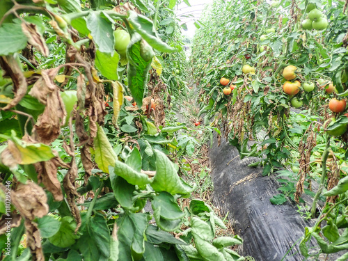 Manifestations of late blight on tomato leaves. Fungal disease of tomatoes., Tomato leaf rot, late blight (Phytophthora infestans) oomycete or water mold, a fungus-like microorganism that causes. photo