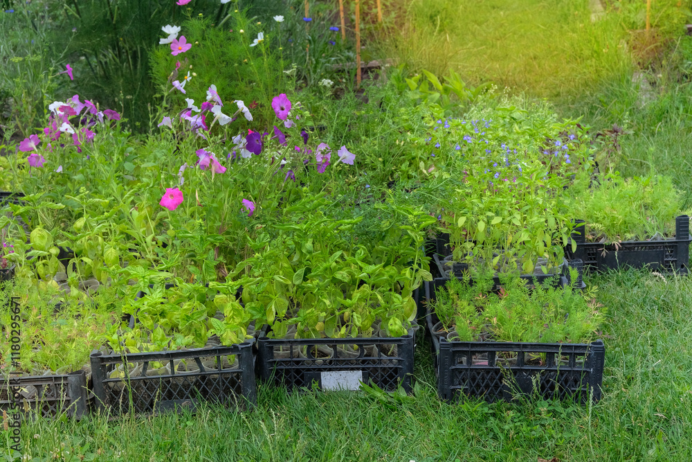 Nicotiana suaveolens, basil and other plants seedlings are prepared for planting in farm garden. Countryside. Cottage garden. Sunny day.