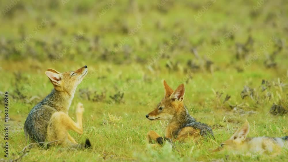 A black-backed jackal (Lupulella mesomelas) Scratching her body in front of her male partner in Savanah. A black-backed jackal (Lupulella mesomelas) Scratching her body in front of her male partner in Savanah.