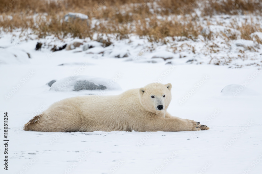 Polar bear resting on snow covered ground