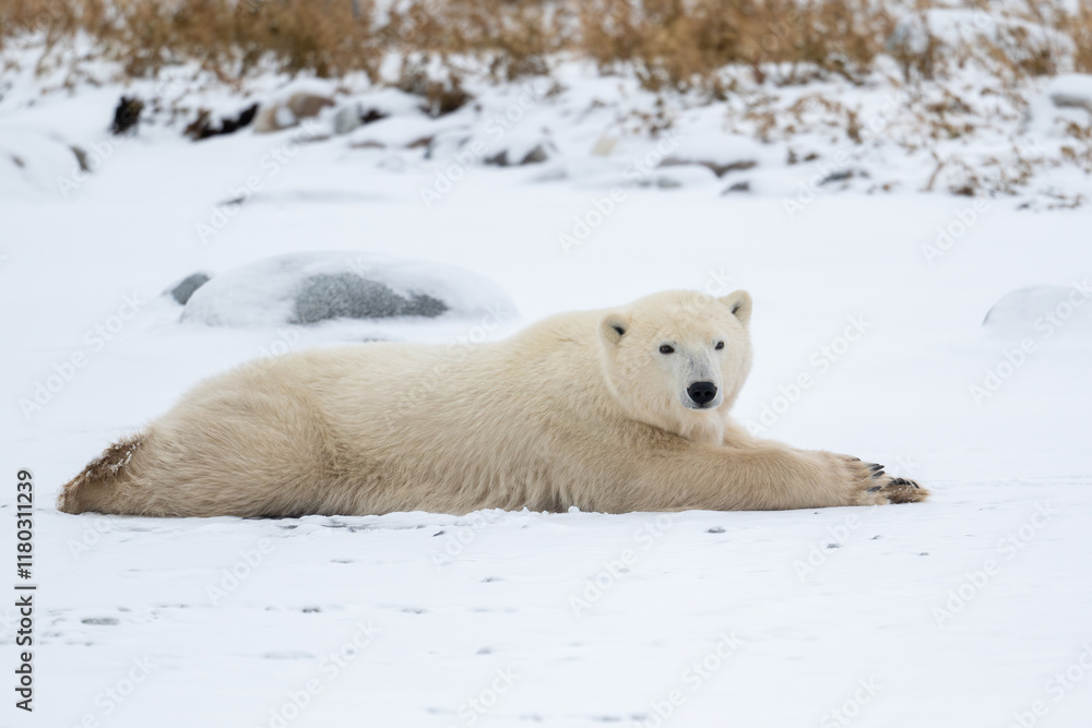 Polar bear resting on snow covered ground