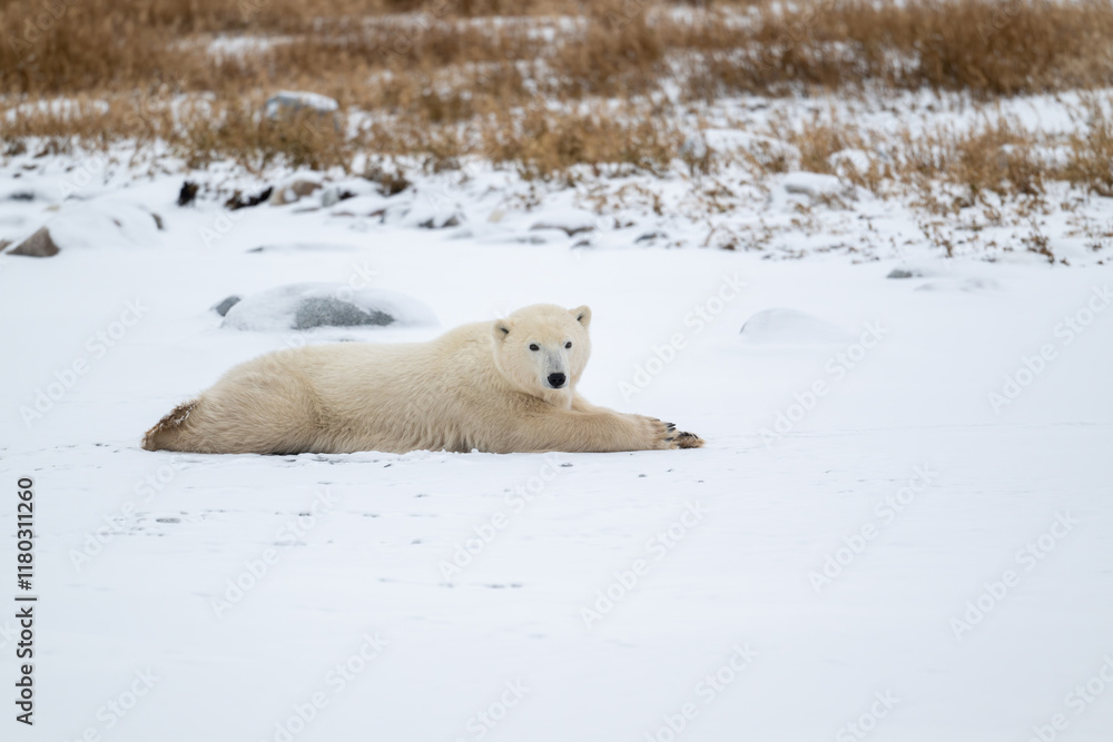 Polar bear resting on snow covered ground