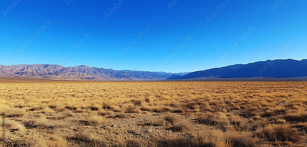 golden grasses desert landscape with blue sky golden grasses desert landscape with blue sky