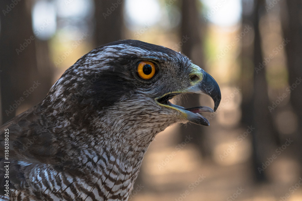 photographs of a gyrfalcon in its natural habitat in the middle of nature photographs of a gyrfalcon in its natural habitat in the middle of nature