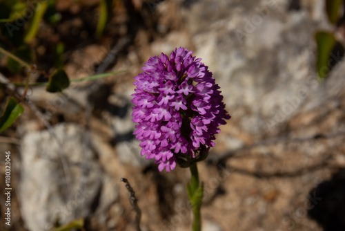 flor macro