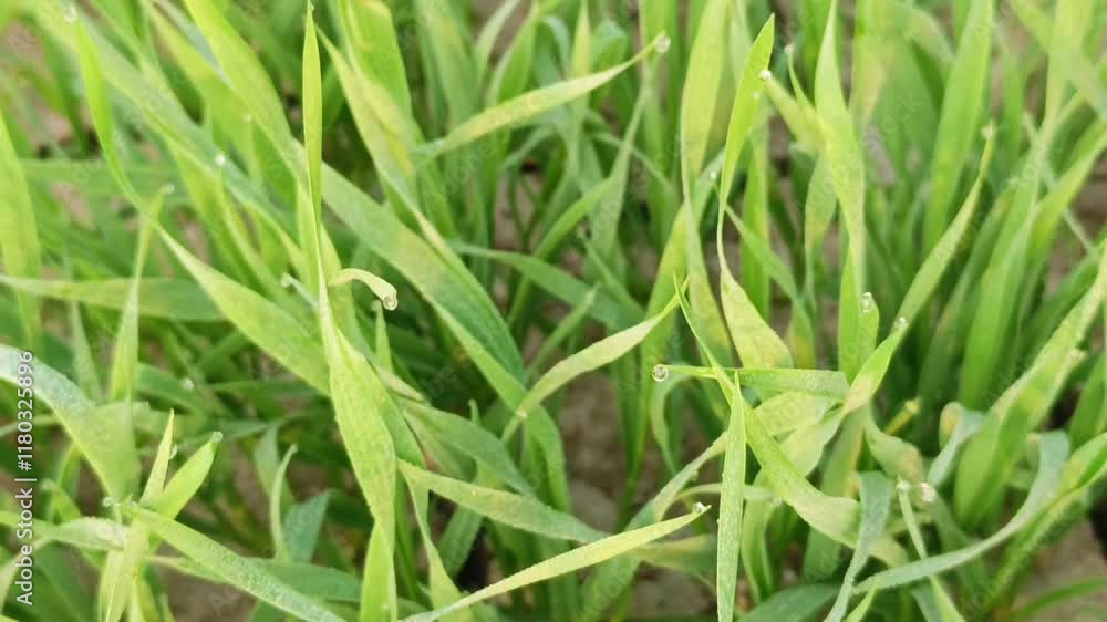 close-up view of green wheat plants in an agricultural field under natural sunlight in the morning close-up view of green wheat plants in an agricultural field under natural sunlight in the morning