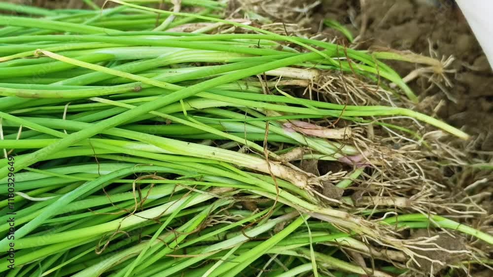 bundles of fresh green grass stacked neatly in an outdoor setting ready for use as animal fodder bundles of fresh green grass stacked neatly in an outdoor setting ready for use as animal fodder