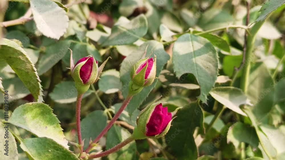 pink flower buds on a small plant in a natural outdoor setting showing vibrant and colorful growth pink flower buds on a small plant in a natural outdoor setting showing vibrant and colorful growth