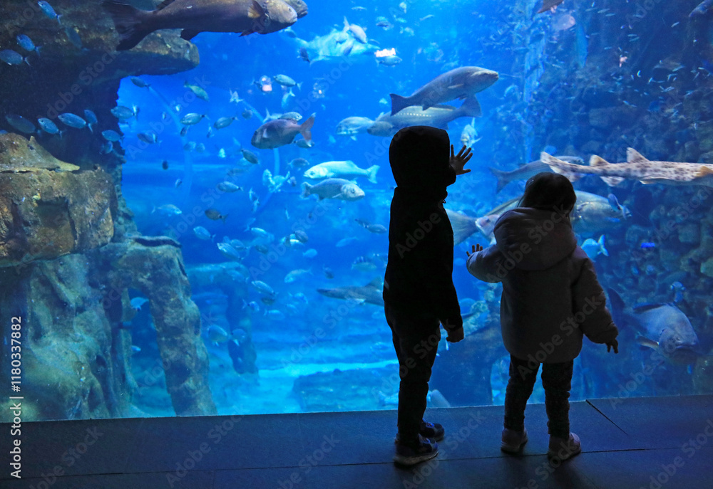 niños mirando peces en el aquarium de donostia san sebastian4M0A4794-as25 niños mirando peces en el aquarium de donostia san sebastian4M0A4794-as25